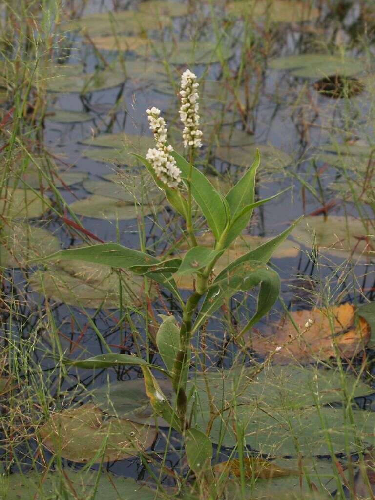 Imagem de Persicaria attenuata (R. Br.) Sojak