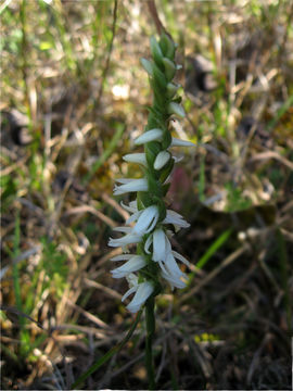 Image of Ladies'-tresses