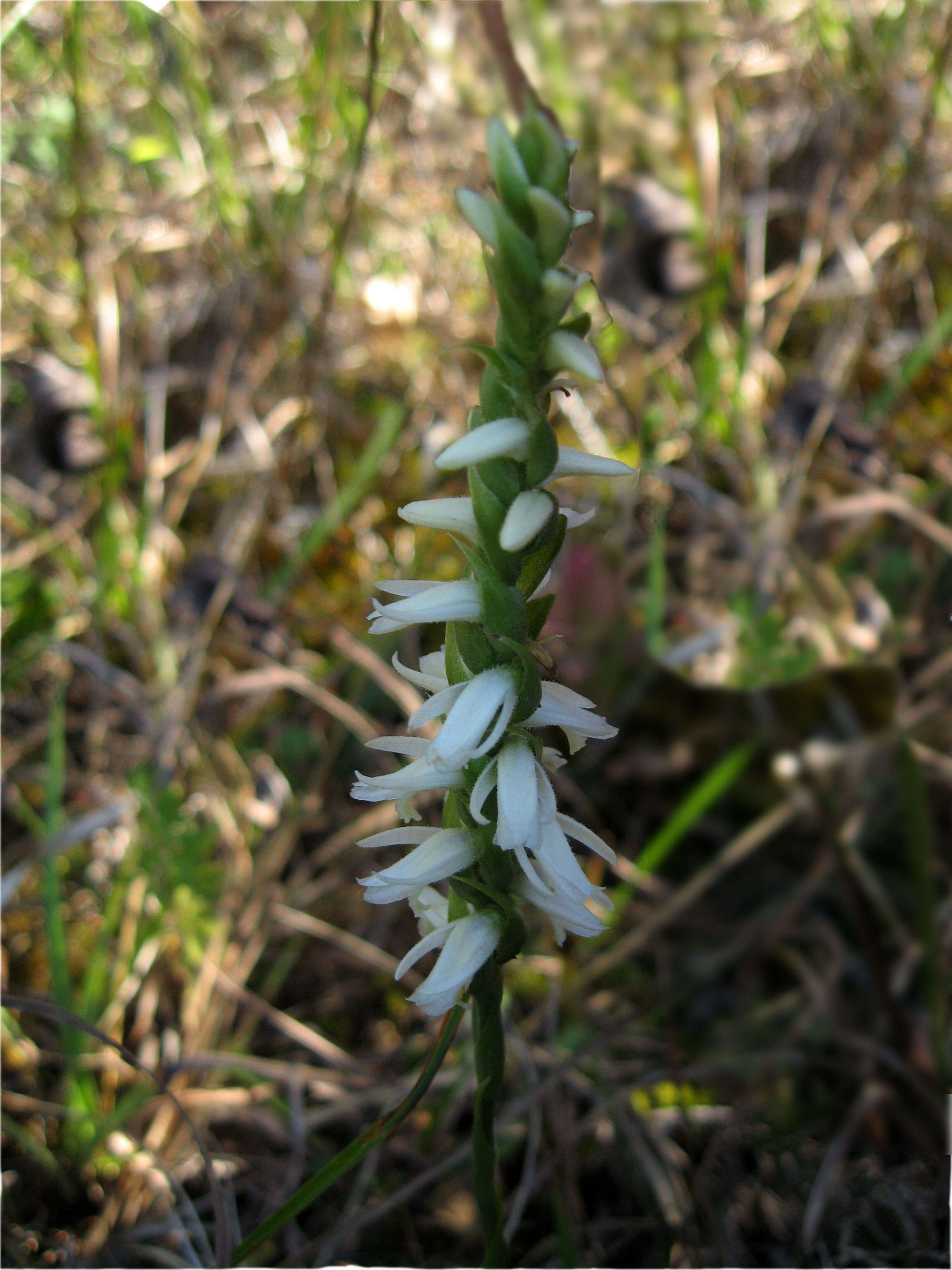 Image of Great Plains lady's tresses