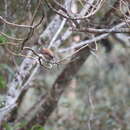 Image of Mottled Piculet