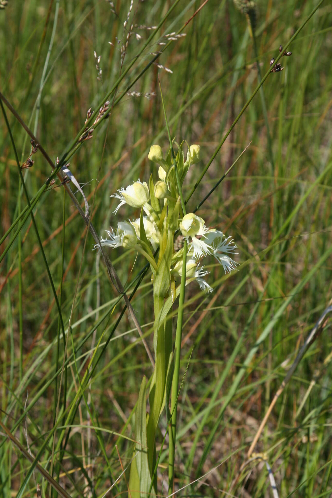 Image of Western prairie fringed orchid