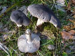 Imagem de Tricholoma atrosquamosum Sacc. 1887