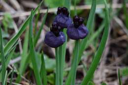 Image of Allium atrosanguineum var. atrosanguineum