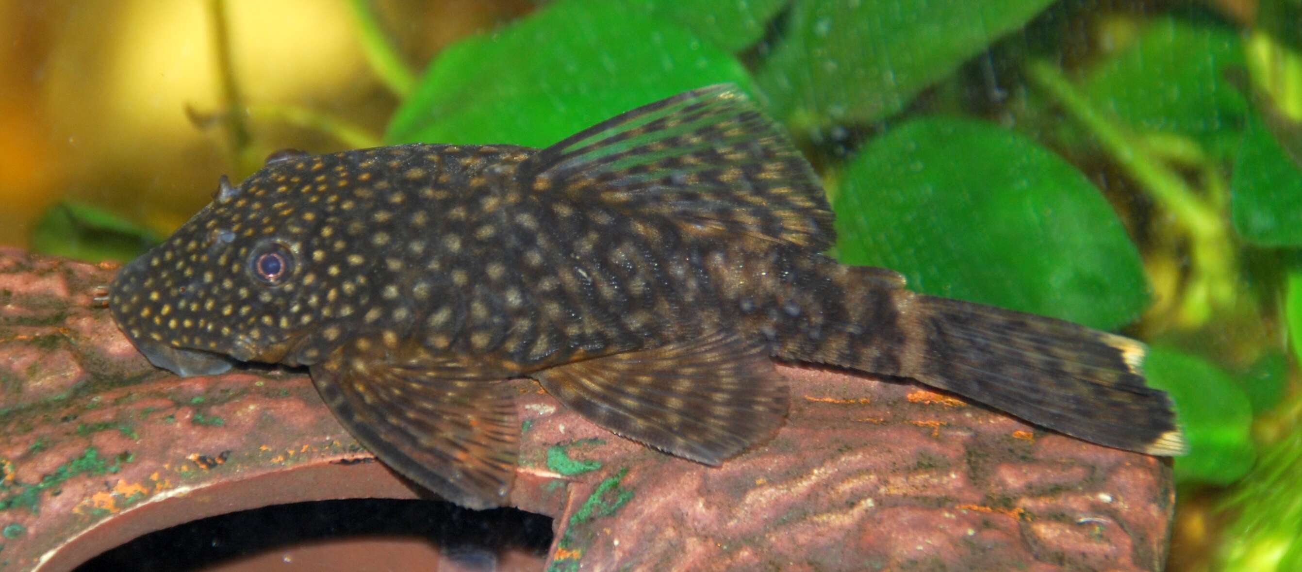 Image of Temminck's Bristlenose