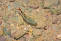 Image of Fairy shrimp