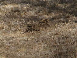 Image of Dusky Nightjar