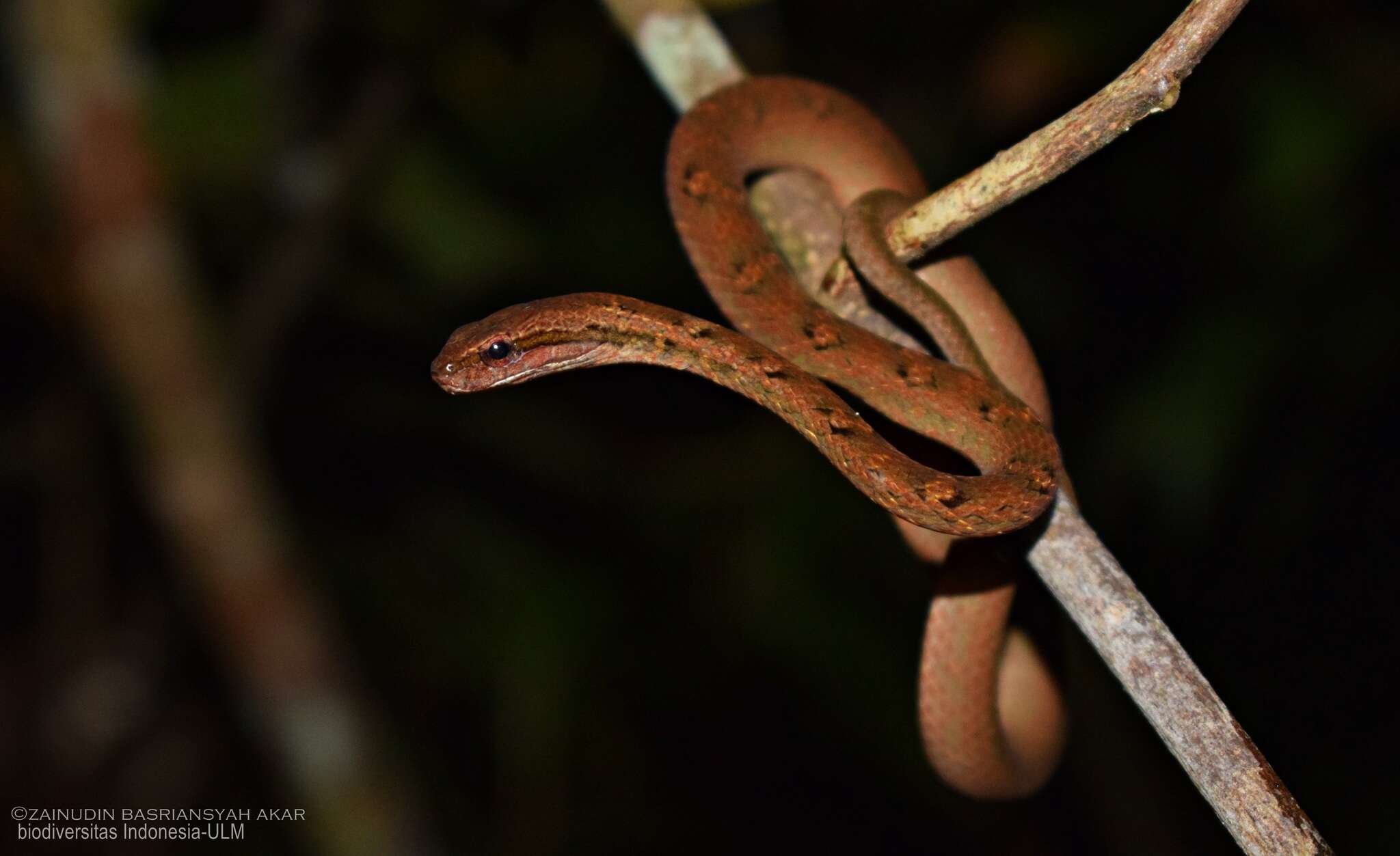 صورة Psammodynastes pictus Günther 1858