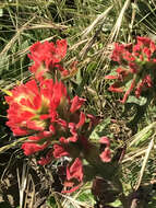 Image of coast Indian paintbrush