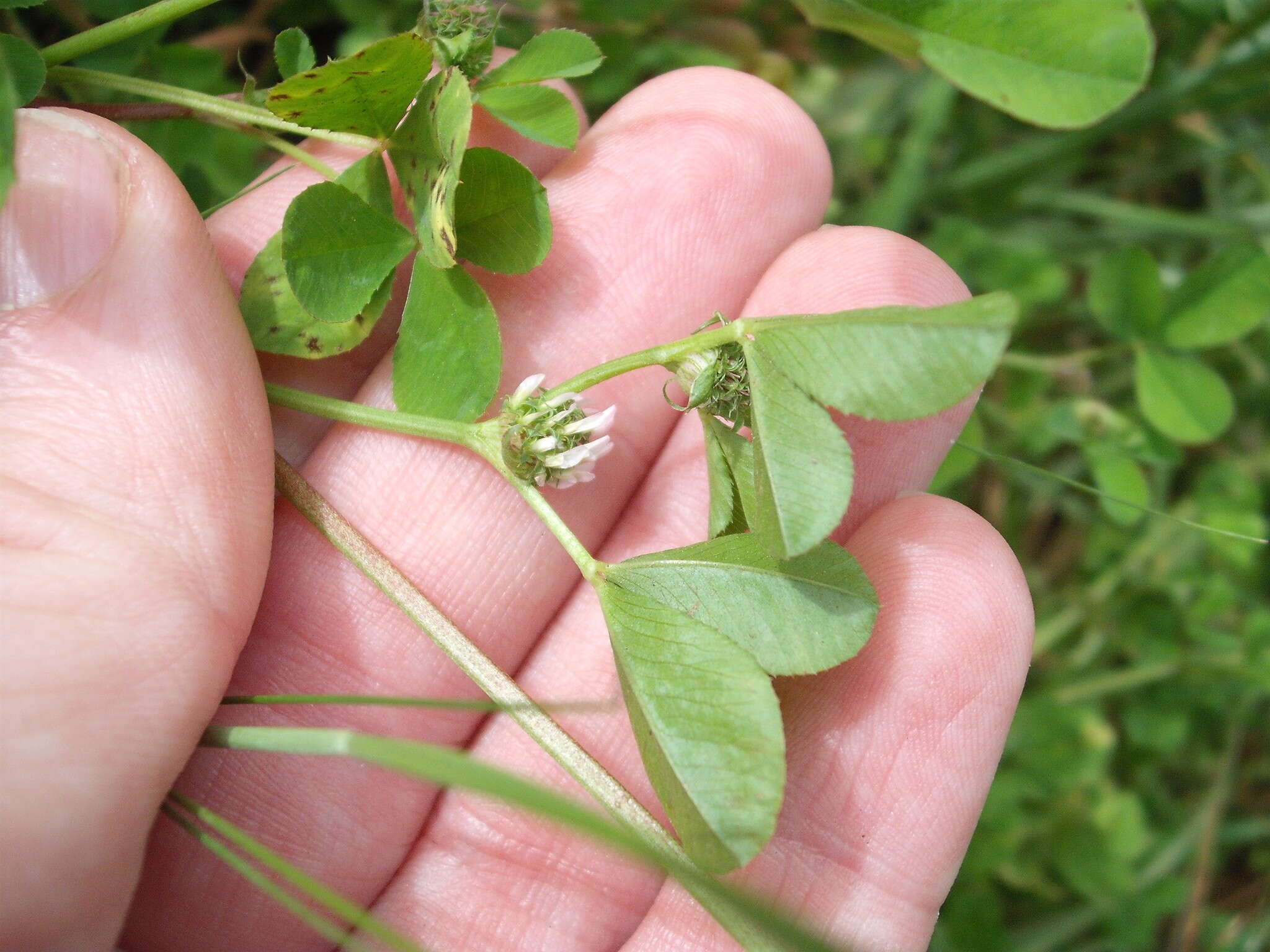 Image of clustered clover