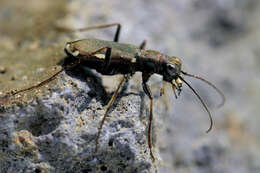 Image of Cliff tiger beetle