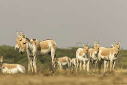 Image of Asian Wild Ass