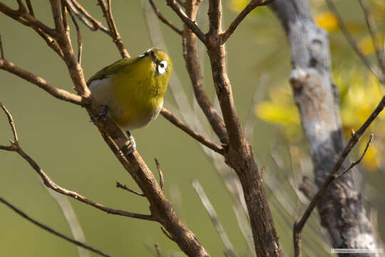 Image of Green-backed White-eye