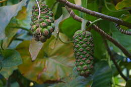 Image of yautia madera