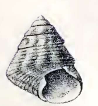 Слика од Calthalotia baudini (P. Fischer 1878)