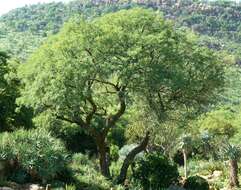 Image of Common hook-thorn Acacia