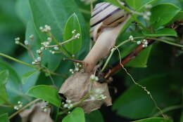Image of Pancala batanica