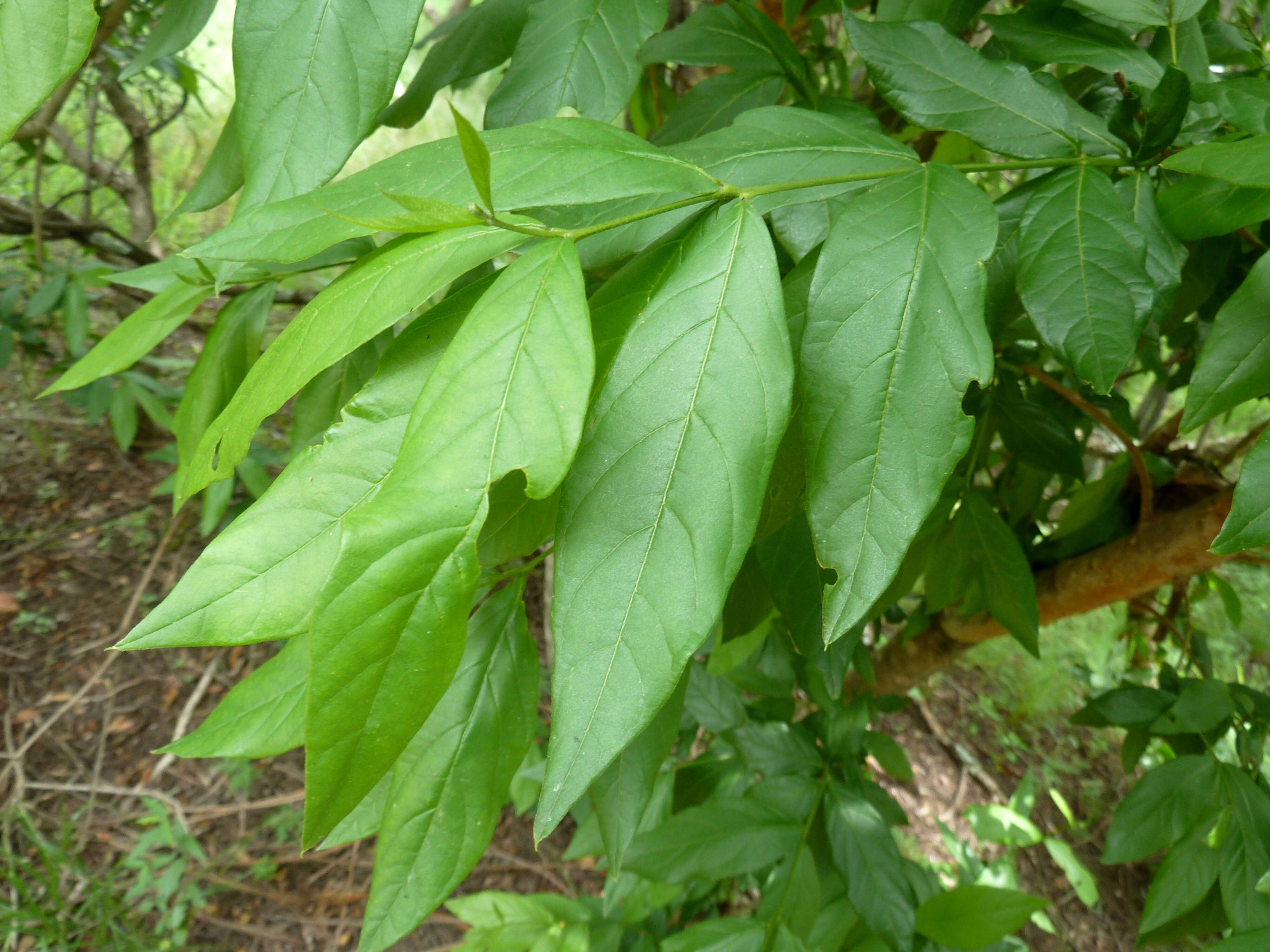 Image de Combretum erythrophyllum (Burch.) Sond.