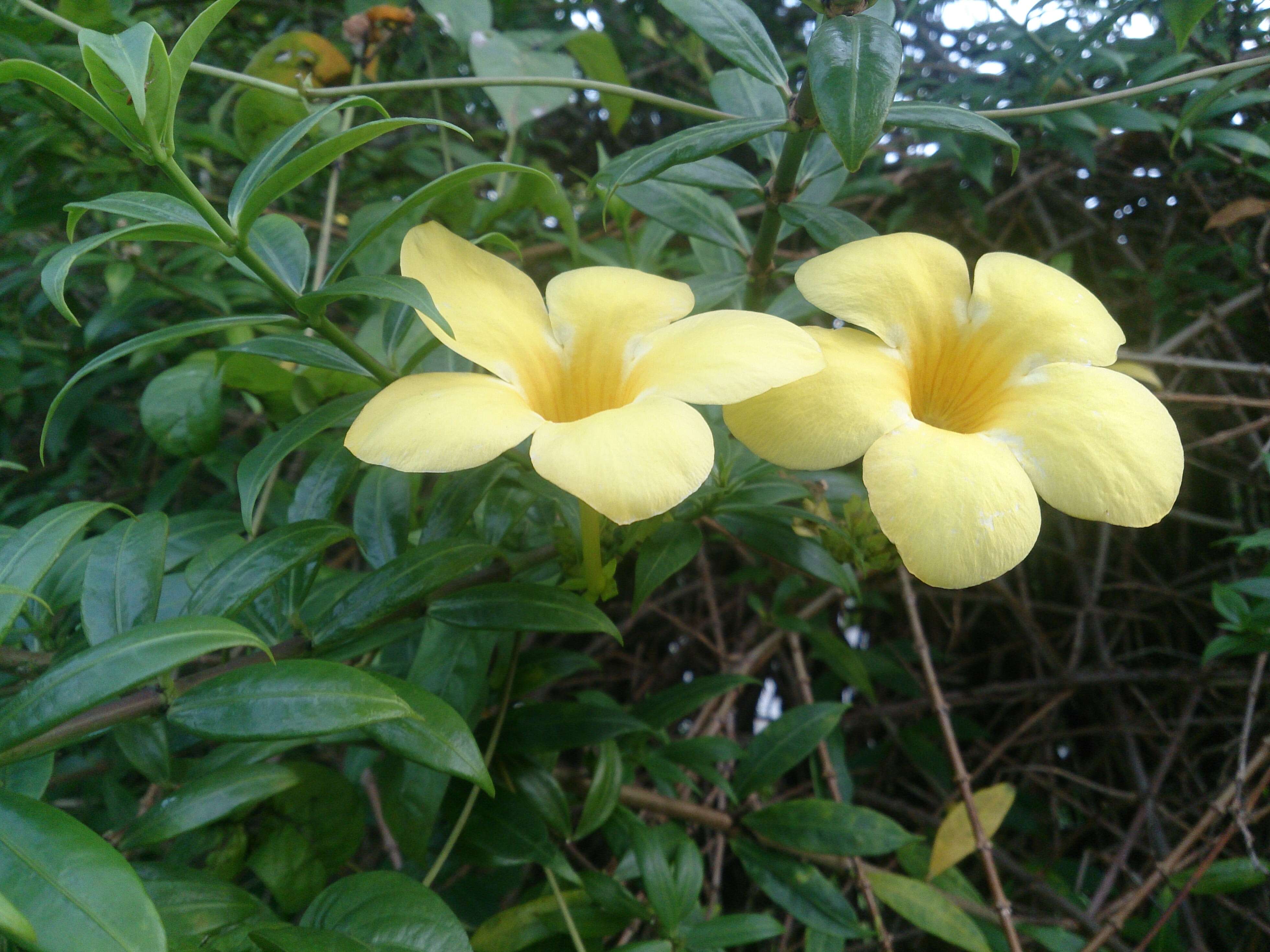 Image of golden trumpet