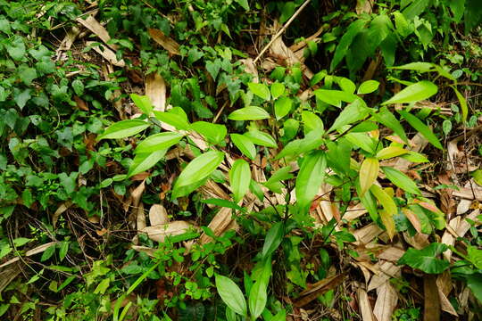 Cinnamomum burmannii (Nees & T. Nees) Bl.的图像