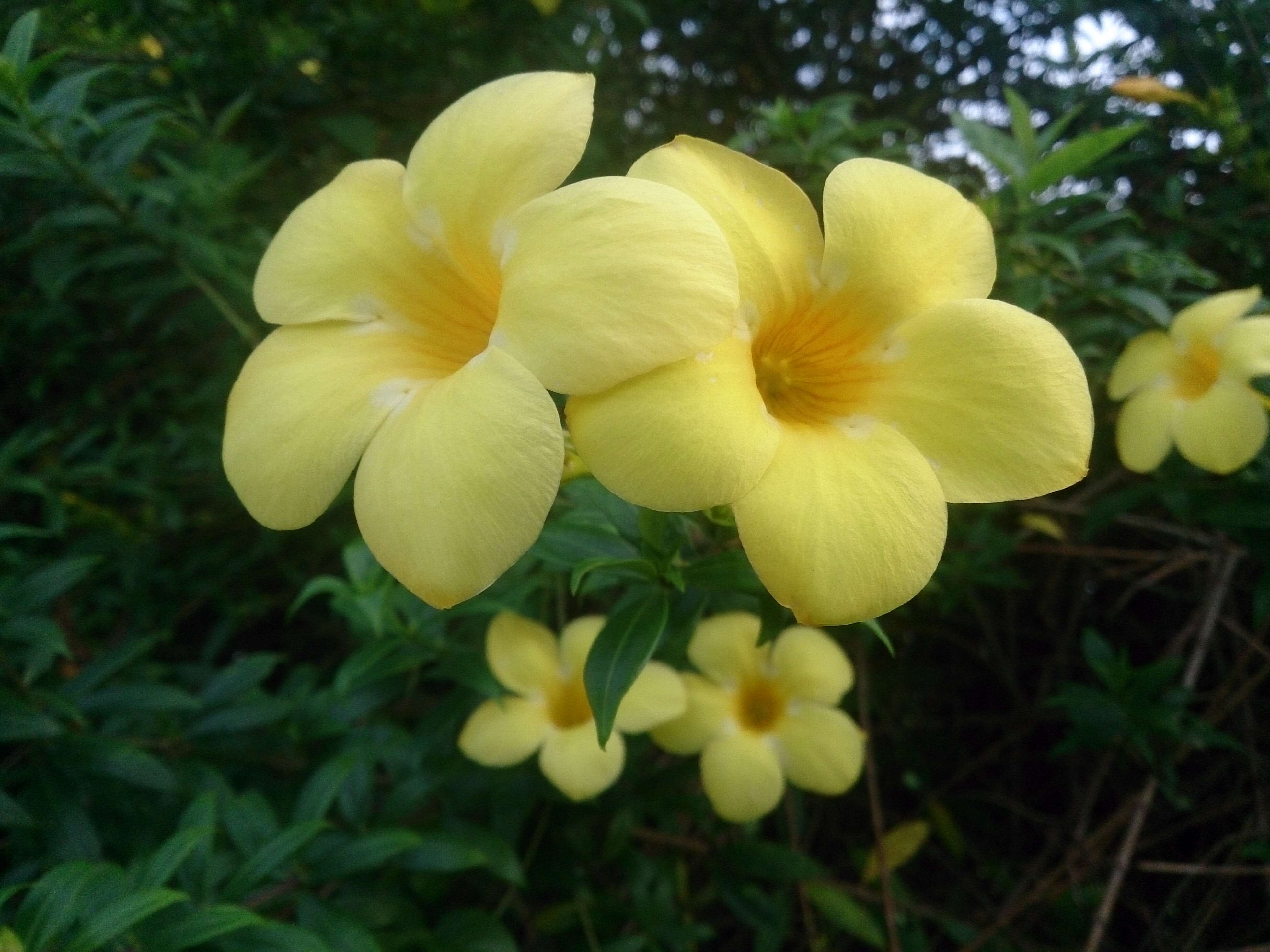 Image of golden trumpet