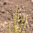 Imagem de Oxyria sinensis Hemsl.