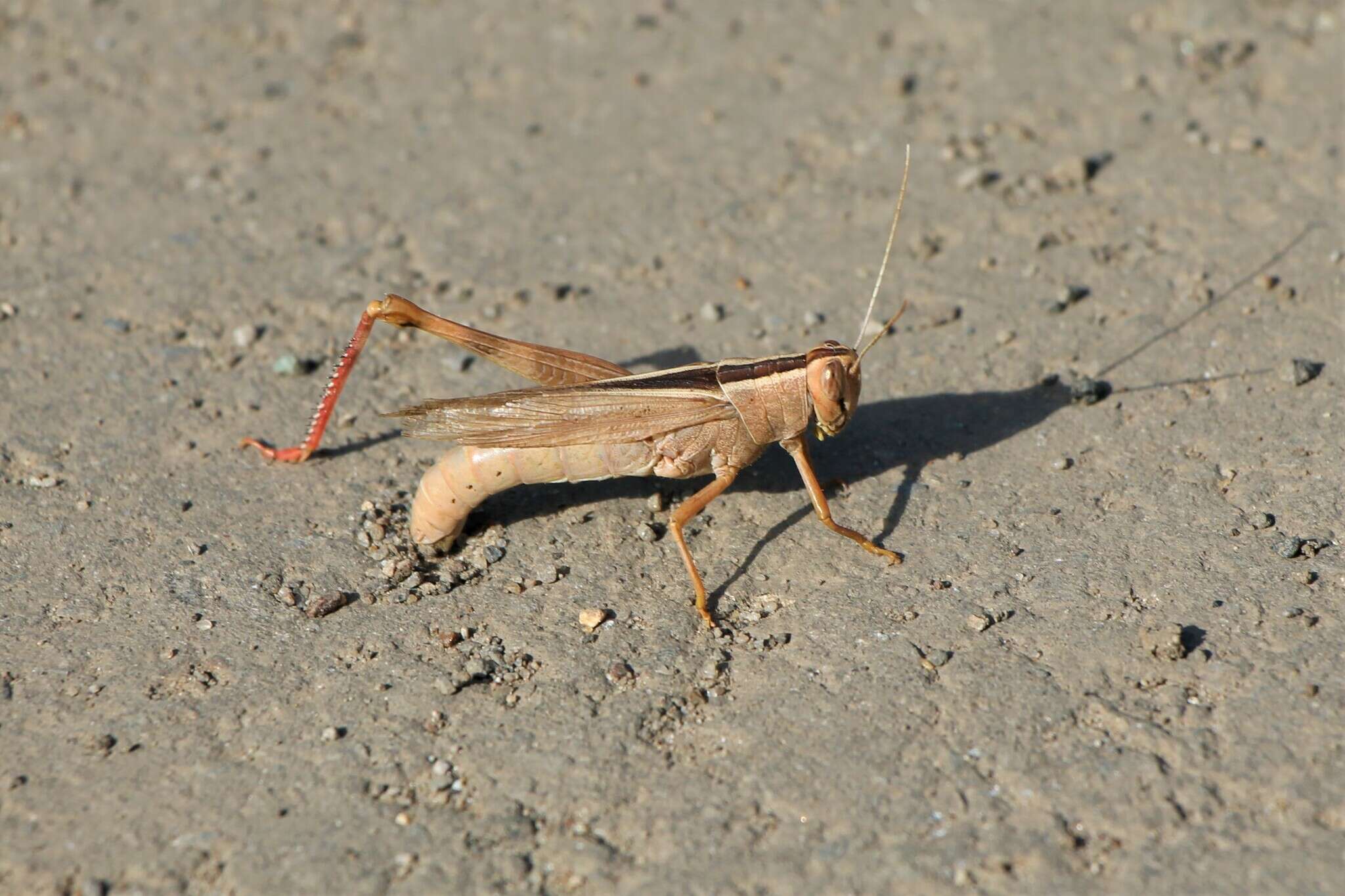 Heteracris pterosticha (Fischer von Waldheim 1833)的圖片