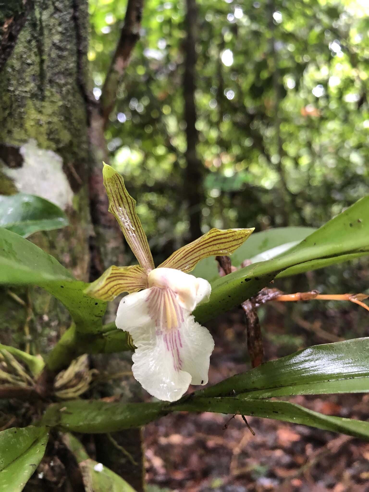 Image of Aspasia principissa Rchb. fil.