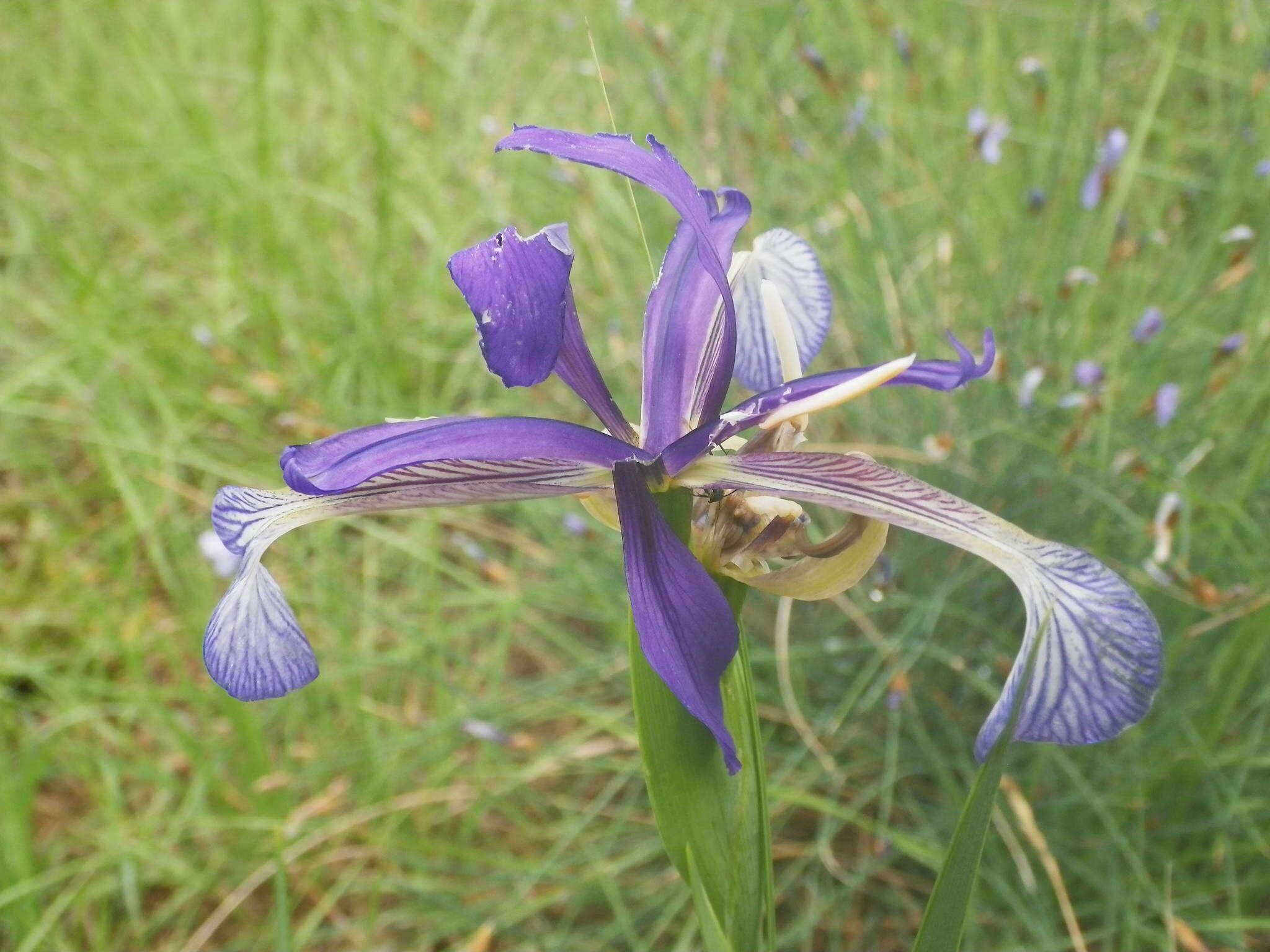 Iris reichenbachiana Klatt resmi