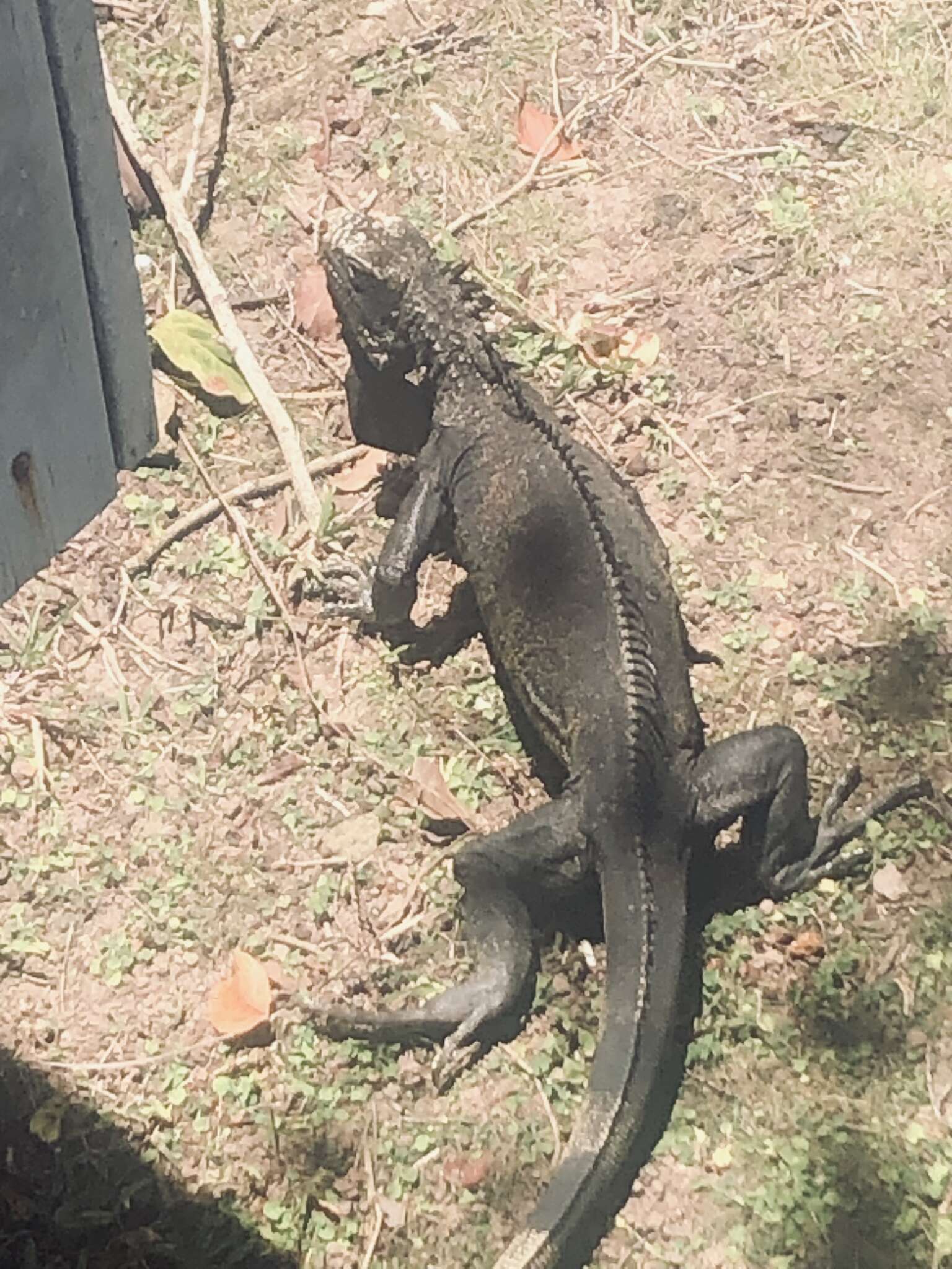 Image of Iguana iguana melanoderma