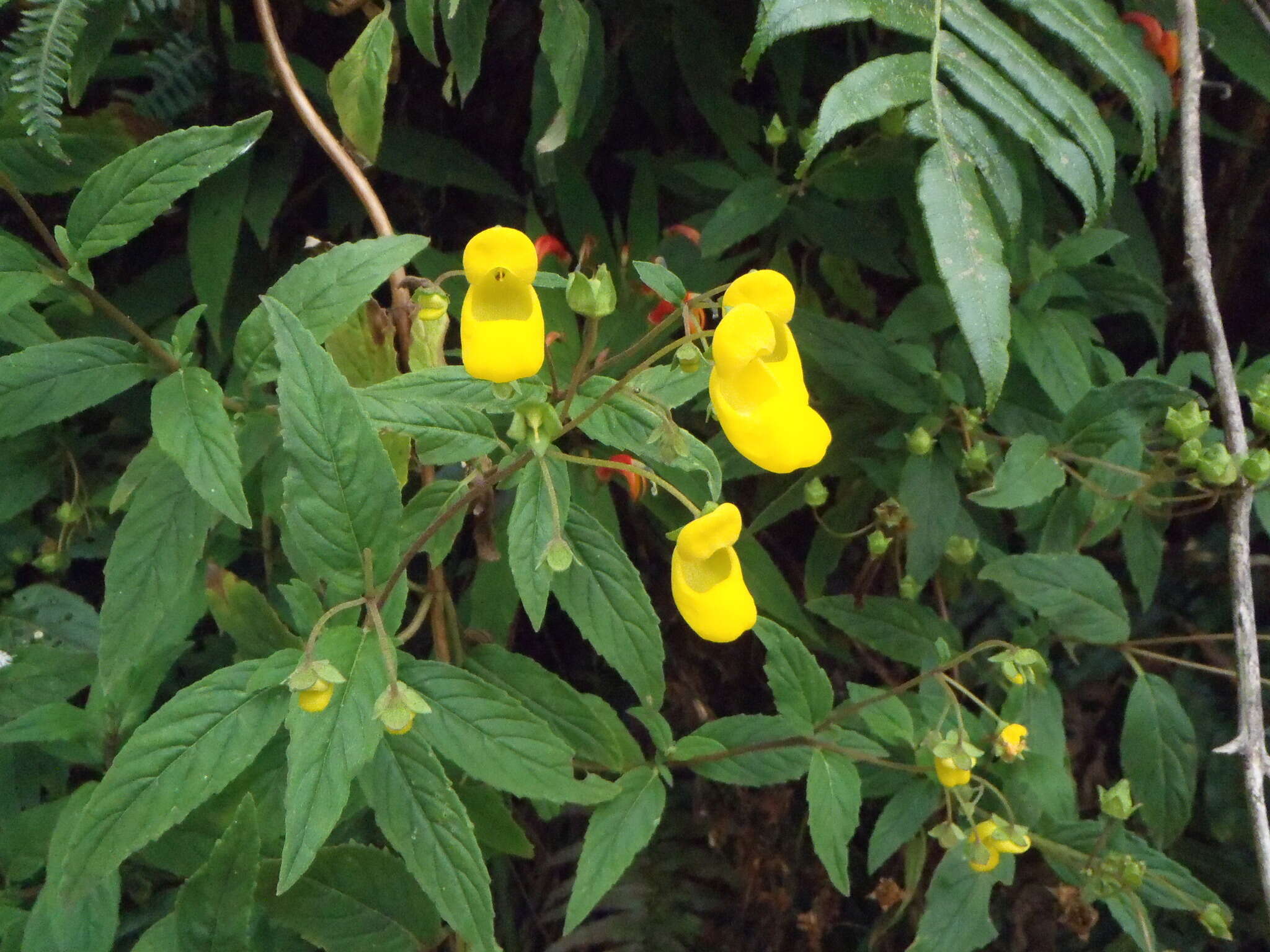 Image of Calceolaria irazuensis J. D. Smith