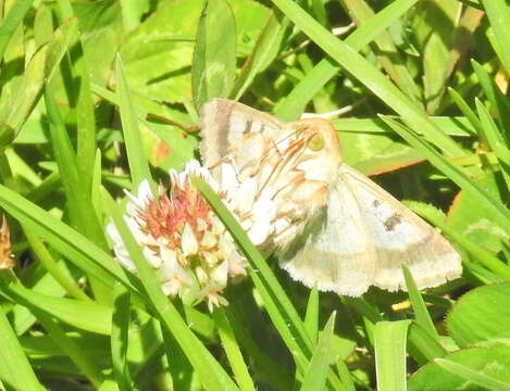 Image of cotton bollworm