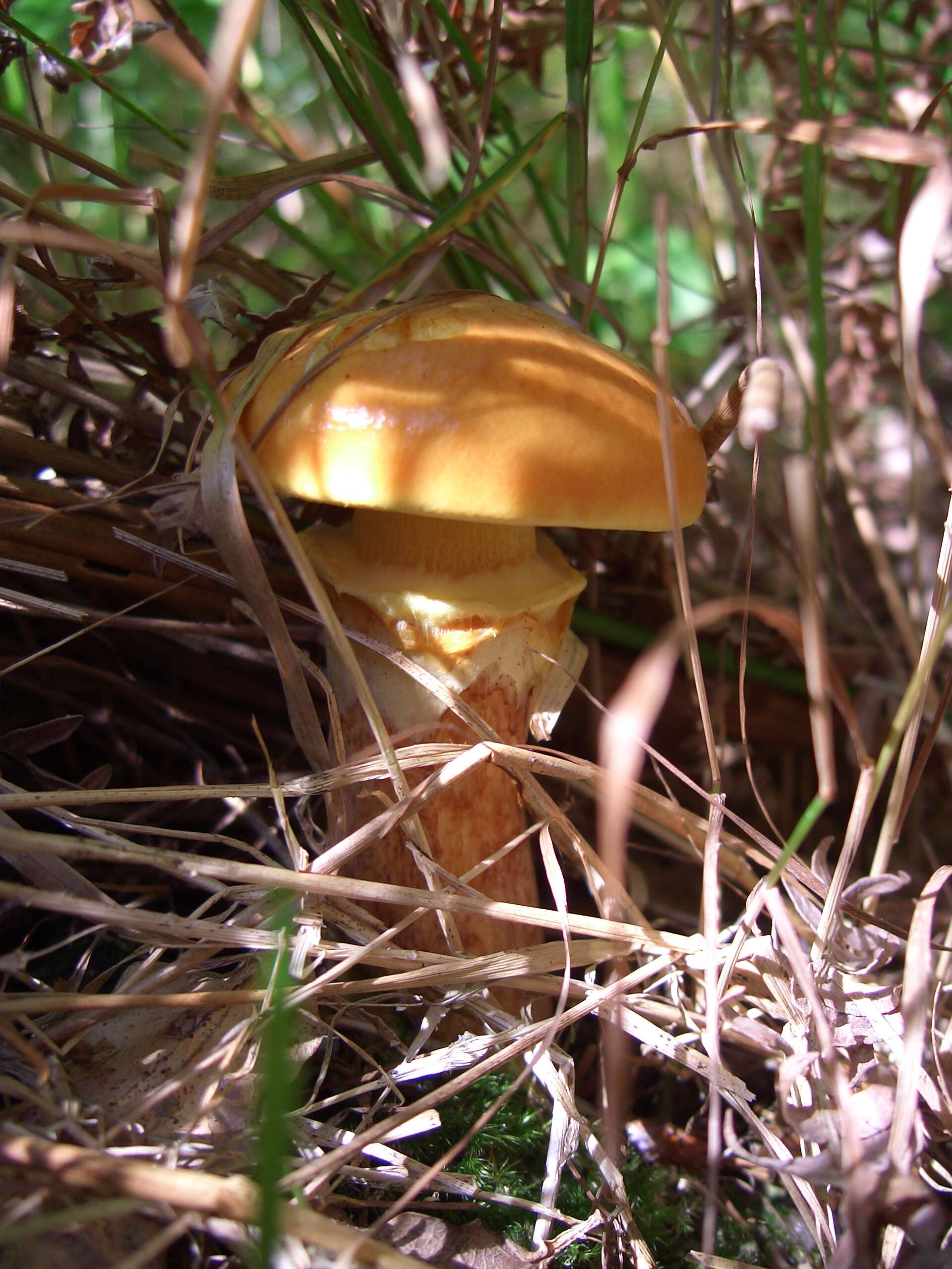 Image of Suillus grevillei (Klotzsch) Singer 1945