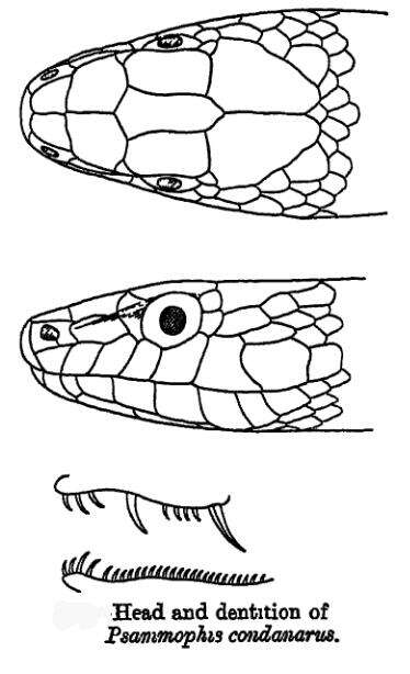 Image of Condanarous Sandsnake