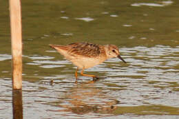 Image of Long-toed Stint