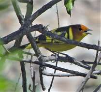 Image of Rust-and-yellow Tanager