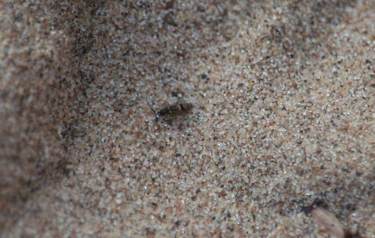 Image of hairy-back girdled springtail