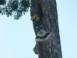 Image of Great Indian Hornbill