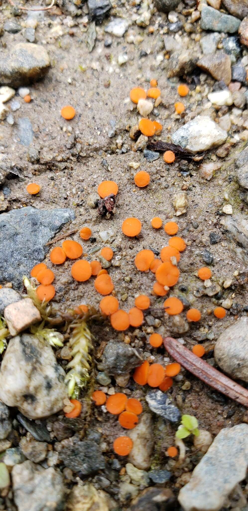 Image of Pulvinula convexella (P. Karst.) Pfister 1976