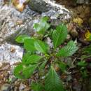 Image of Lepidonia lankesteri (Blake) H. Rob. & V. A. Funk