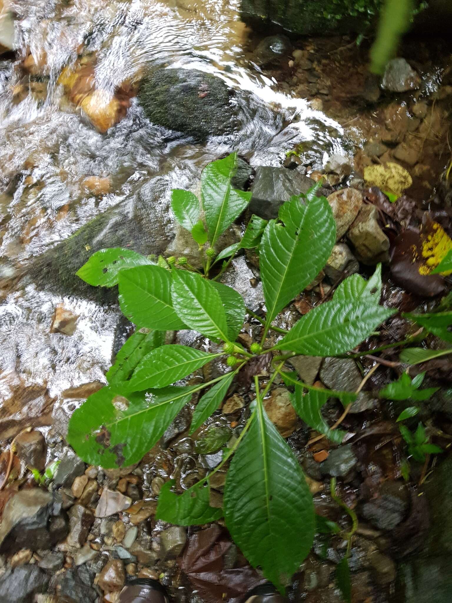 Слика од Lepidonia lankesteri (Blake) H. Rob. & V. A. Funk