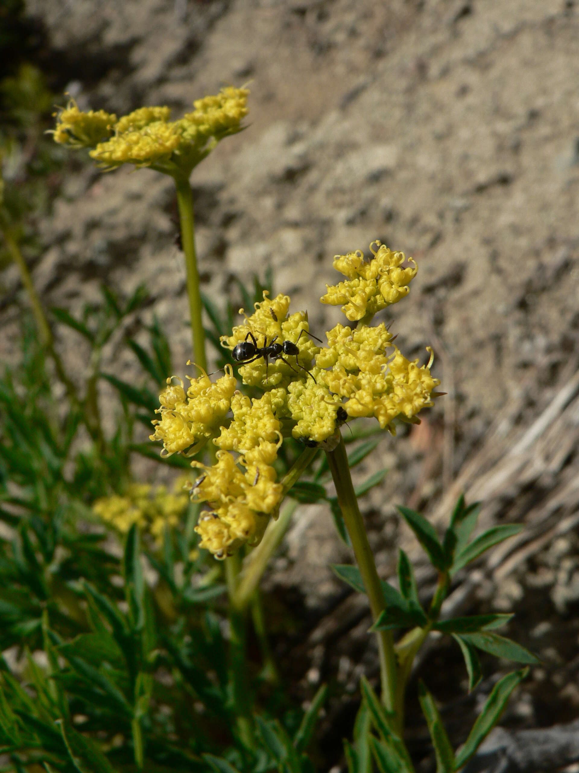 Image of Brandegee's desertparsley