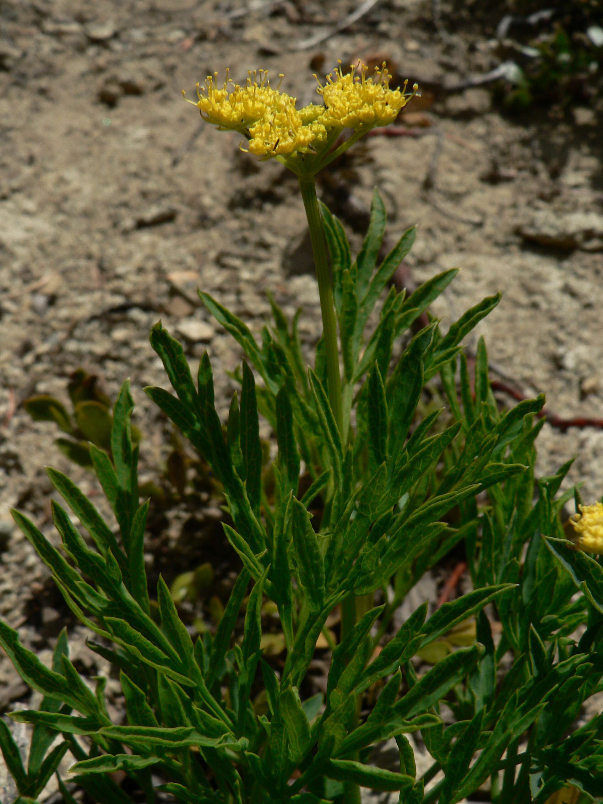 Image of Brandegee's desertparsley