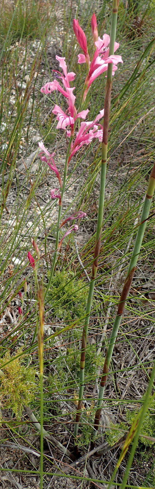 Image of Tritoniopsis ramosa var. ramosa