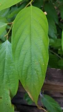 Sivun Cleistanthus oblongifolius (Roxb.) Müll. Arg. kuva