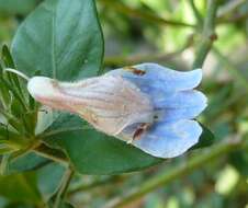 Image of Justicia petiolaris (Nees) T. Anders.