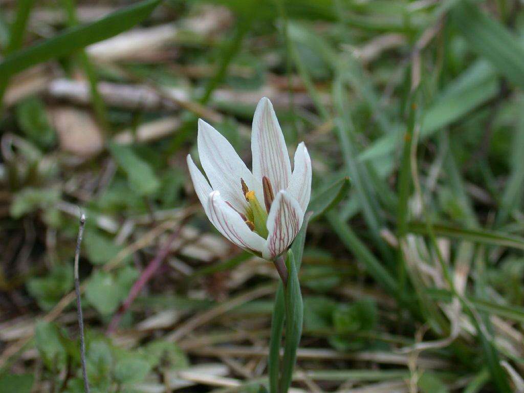 Imagem de Amana edulis (Miq.) Honda