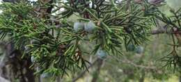 Image of Durango Juniper