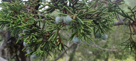 Image of Durango Juniper