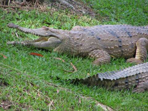 Image of Australian Freshwater Crocodile