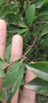 Image of Barnadesia odorata Griseb.